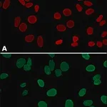 Merck Anti-Lamin A, mature antibody, Mouse monoclonal