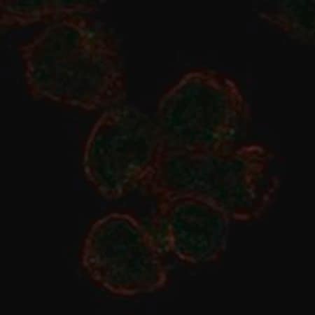 Merck Anti-SIGLEC11 antibody produced in rabbit