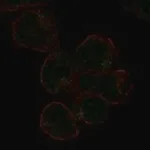 Merck Anti-SIGLEC11 antibody produced in rabbit