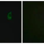 Merck Anti-FGF23 antibody produced in rabbit