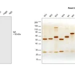 Thermo Fisher Scientific Goat anti-Human IgA Secondary Antibody