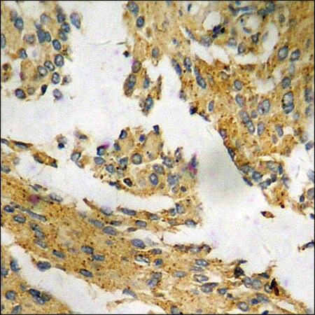 Merck Anti-phospho-p21 Cip1 (pThr145) antibody produced in rabbit