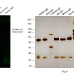 Thermo Fisher Scientific Rabbit anti-Chicken IgY (H+L) Secondary Antibody, FITC