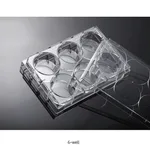 Daihan Science Biofil Cell and Tissue Culture Plate, PS, TC-Treated & Non-Treated Surface, 6·1
