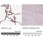 Merck Anti-GPRC5A antibody produced in rabbit
