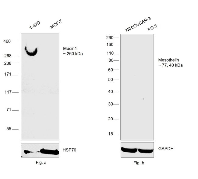 Thermo Fisher Scientific Mouse anti-Human Kappa Light Chain Secondary Antibody