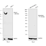 Thermo Fisher Scientific Mouse anti-Human Kappa Light Chain Secondary Antibody