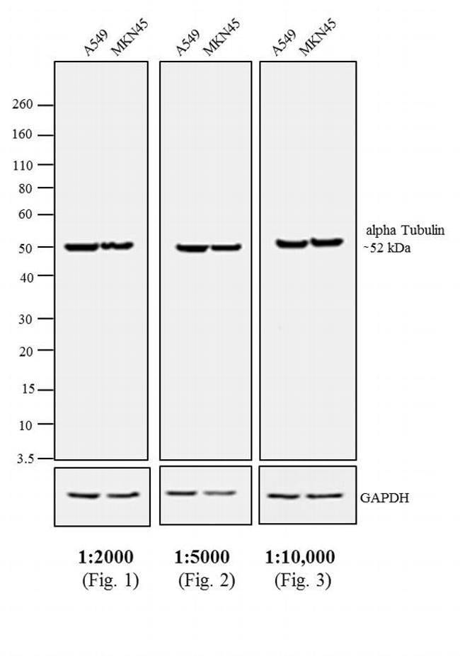 Thermo Fisher Scientific F(ab`)2-Rabbit anti-Rat IgG (H+L) Secondary Antibody, HRP