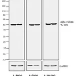 Thermo Fisher Scientific F(ab`)2-Rabbit anti-Rat IgG (H+L) Secondary Antibody, HRP