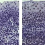 Thermo Fisher Scientific Goat anti-Armenian Hamster IgG (H+L) Secondary Antibody, Biotin, eBioscience