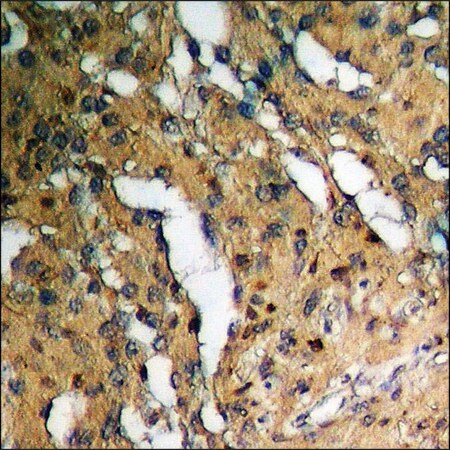 Merck Anti-phospho-FOXO1/3/4-pan (pThr24/32) antibody produced in rabbit