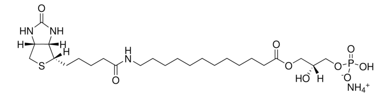 Merck 12:0 Biotinyl LPA