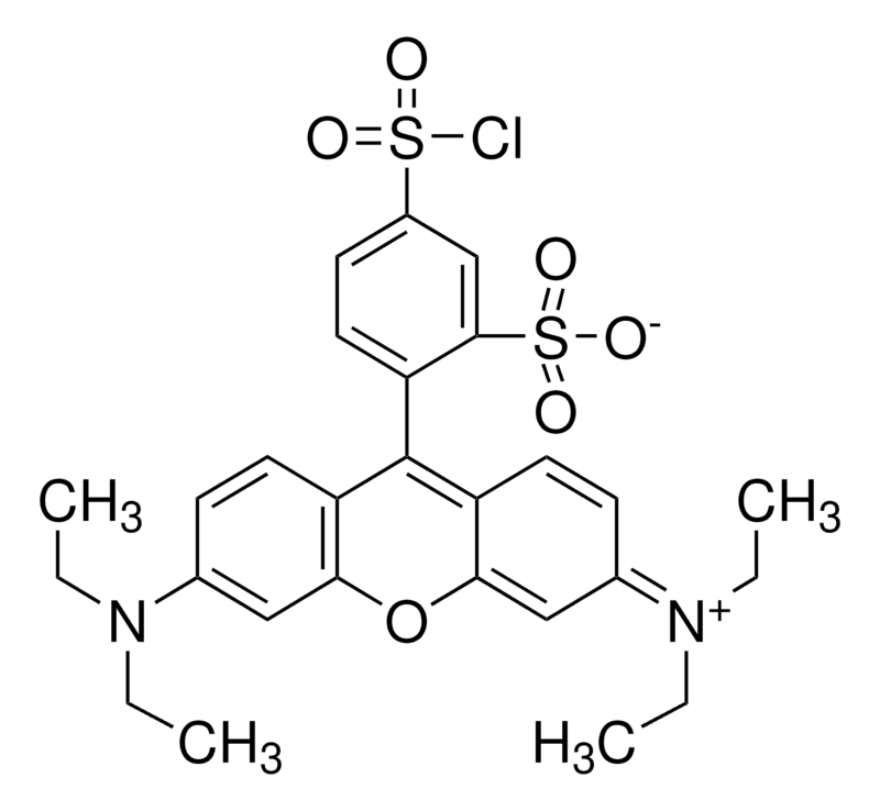 Merck Sulforhodamine B acid chloride