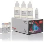 Thermo Fisher Scientific Alexa Fluor 594 Tyramide SuperBoost Kit, goat anti-rabbit IgG, Sufficient for 150 Slides