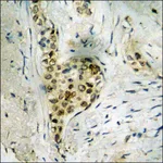 Merck Anti-phospho-DNA-PK (pSer2056) antibody produced in rabbit