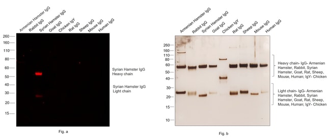 Thermo Fisher Scientific Goat anti-Syrian Hamster IgG (H+L) Cross-Adsorbed Secondary Antibody, Alexa Fluor 647
