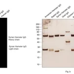Thermo Fisher Scientific Goat anti-Syrian Hamster IgG (H+L) Cross-Adsorbed Secondary Antibody, Alexa Fluor 647
