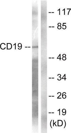 Merck Anti-CD19 antibody produced in rabbit