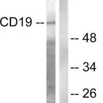 Merck Anti-CD19 antibody produced in rabbit