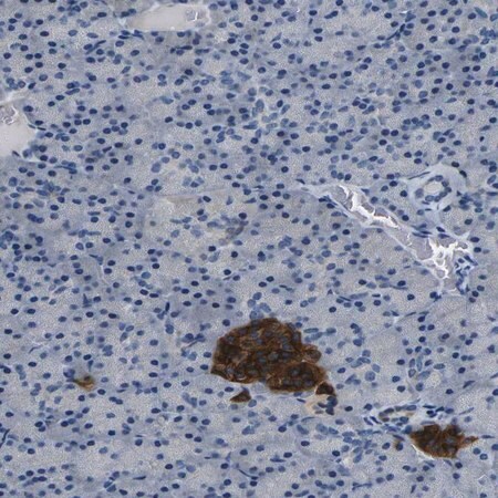Merck Anti-FAM159B antibody produced in rabbit