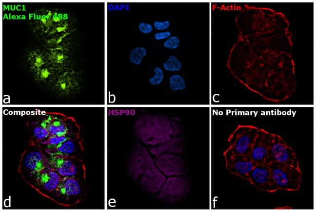 Thermo Fisher Scientific Goat anti-Armenian Hamster IgG (H+L) Highly Cross-Adsorbed Secondary Antibody, Alexa Fluor 488