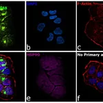 Thermo Fisher Scientific Goat anti-Armenian Hamster IgG (H+L) Highly Cross-Adsorbed Secondary Antibody, Alexa Fluor 488