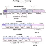 Merck PLASMIN FROM HUMAN PLASMA