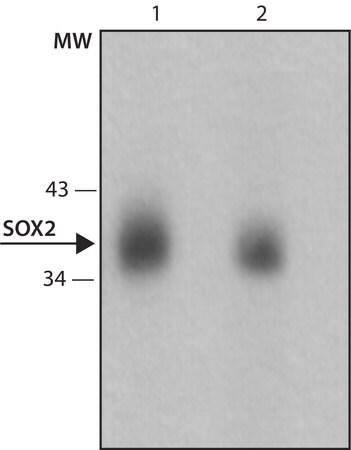 Merck Anti-Sox2 antibody, Mouse monoclonal
