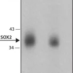 Merck Anti-Sox2 antibody, Mouse monoclonal