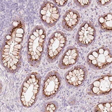 Merck Anti-PDXDC1 antibody produced in rabbit