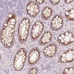 Merck Anti-PDXDC1 antibody produced in rabbit
