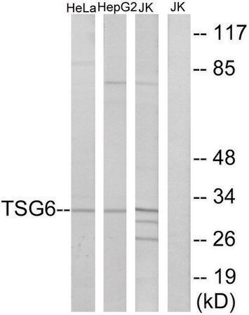 Merck Anti-TSG6 antibody produced in rabbit