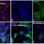 Thermo Fisher Scientific Goat anti-Mouse IgG (H+L) Cross-Adsorbed Secondary Antibody, Alexa Fluor 660
