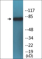Merck ANTI-PHOSPHO-PI3-KINASE P85-ALPHA (PTYR6