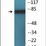Merck ANTI-PHOSPHO-PI3-KINASE P85-ALPHA (PTYR6