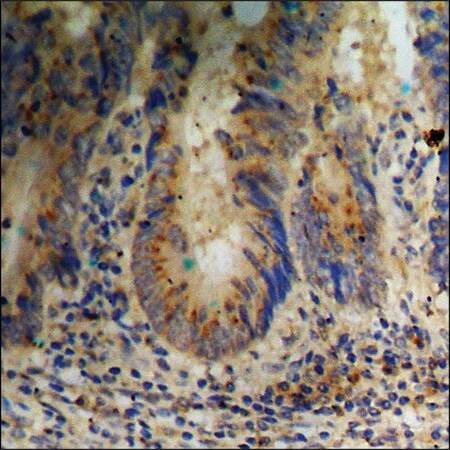 Merck Anti-phospho-ERK8 (pThr175+Tyr177) antibody produced in rabbit