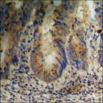 Merck Anti-phospho-ERK8 (pThr175+Tyr177) antibody produced in rabbit