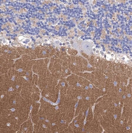 Merck Anti-SYT12 antibody produced in rabbit