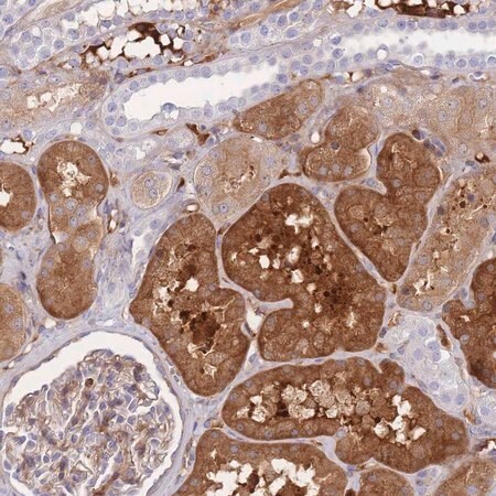 Merck Anti-FBN3 antibody produced in rabbit
