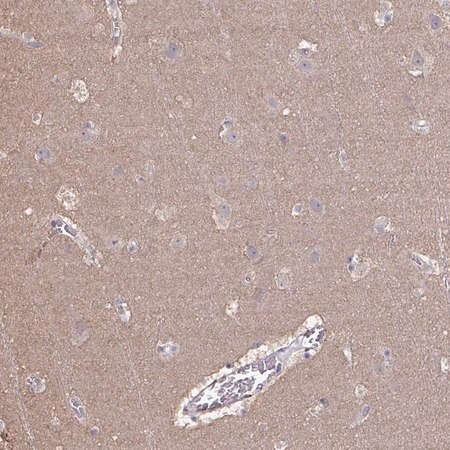 Merck Anti-LIX1 antibody produced in rabbit