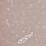 Merck Anti-LIX1 antibody produced in rabbit