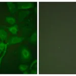 Merck Anti-TIMP2 antibody produced in rabbit