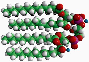 Merck 14:0 CARDIOLIPIN (AMMONIUM SALT)