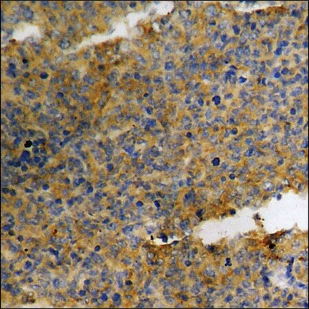 Merck Anti-phospho-p27 Kip1 (pSer10) antibody produced in rabbit