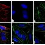 Thermo Fisher Scientific Goat anti-Mouse IgG (H+L) Cross-Adsorbed Secondary Antibody, Rhodamine