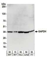 Merck GOAT ANTI-GAPDH ANTIBODY