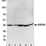 Merck GOAT ANTI-GAPDH ANTIBODY
