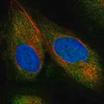 Merck ANTI-NEDD9 ANTIBODY PRODUCED IN RABBIT