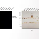 Thermo Fisher Scientific Goat anti-Mouse IgG (H+L) Highly Cross-Adsorbed Secondary Antibody, Alexa Fluor 790