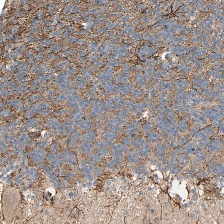 Merck Anti-NRG4 antibody produced in rabbit